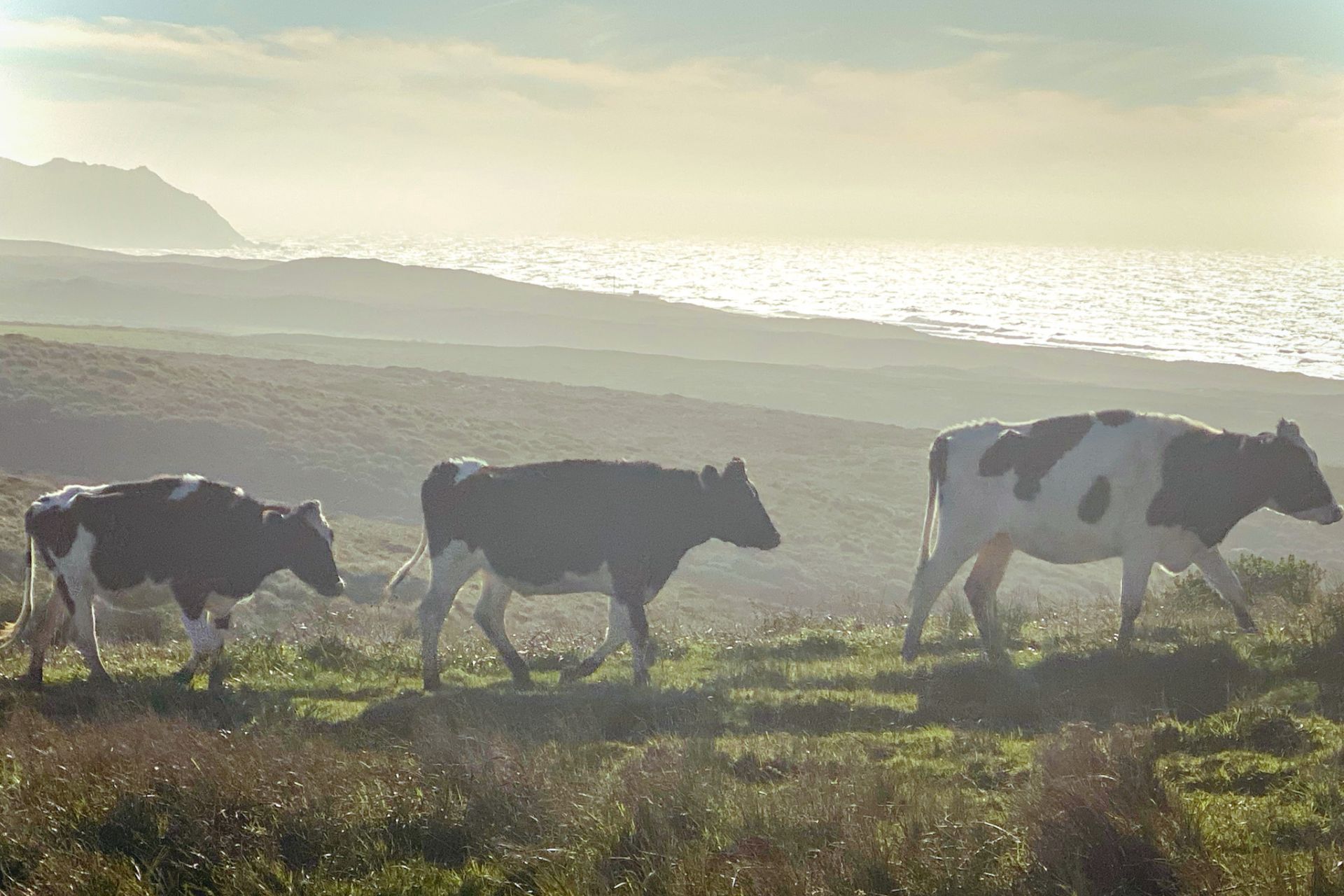 Point Reyes Stewart Ranch Point Reyes National Seashore: 5 Fun Facts You Didn't Know